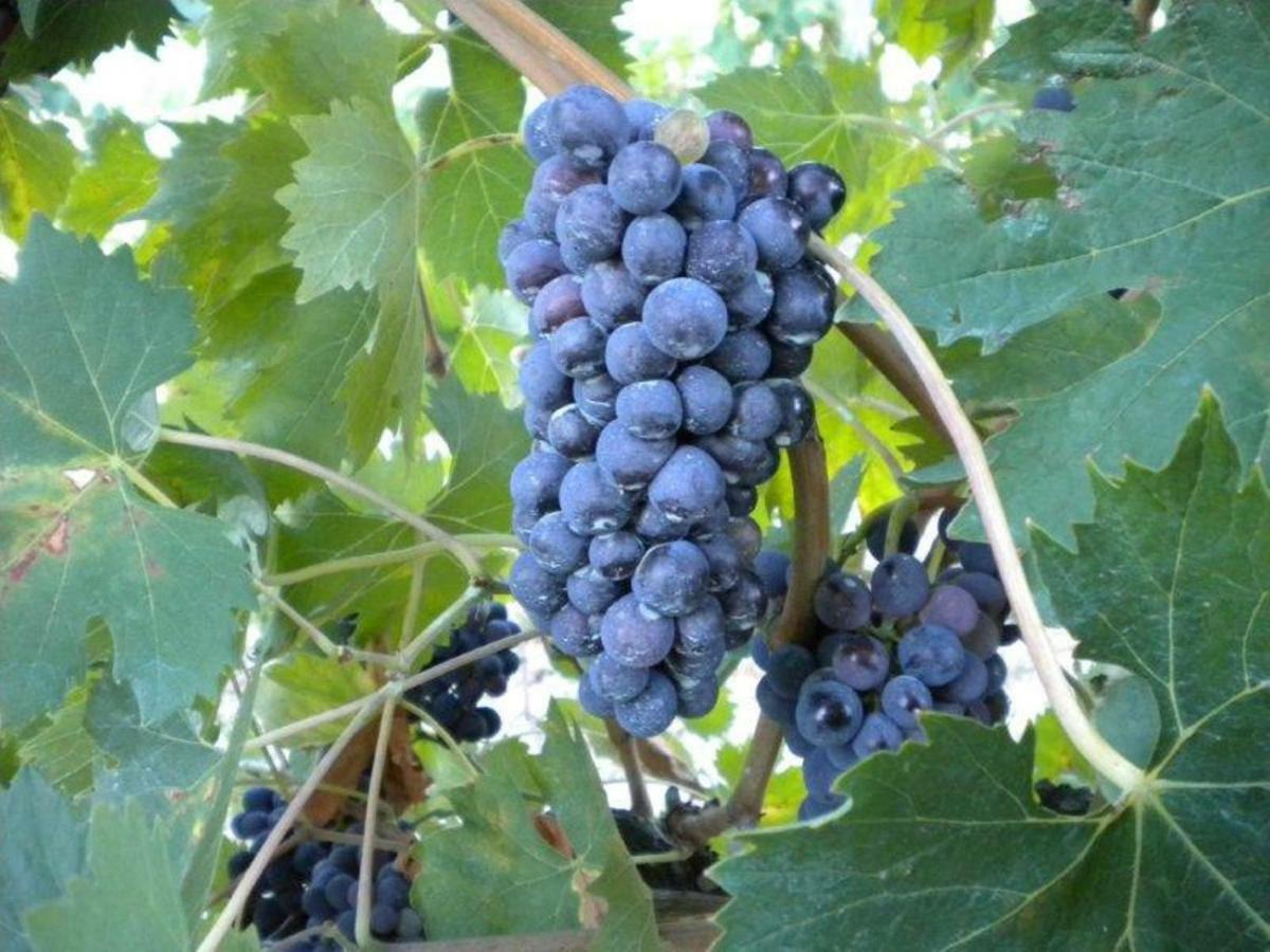 Agriturismo Il Melo Valfabbrica Eksteriør billede