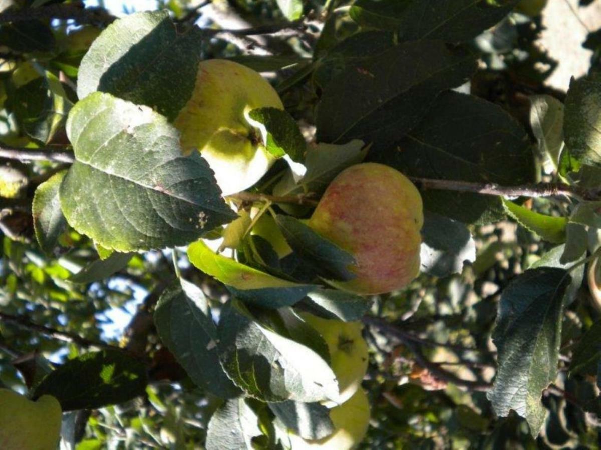 Agriturismo Il Melo Valfabbrica Eksteriør billede