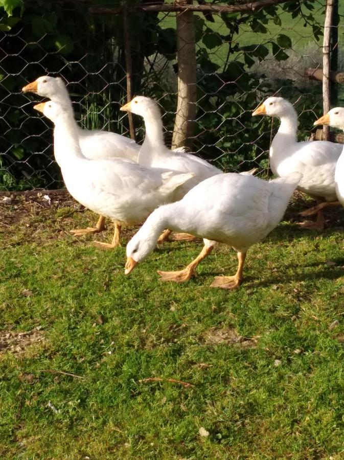 Agriturismo Il Melo Valfabbrica Eksteriør billede